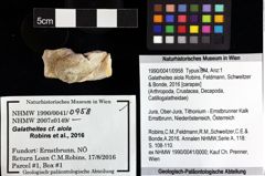 Foto (Objket + Etiketten) von Galatheites aiola (Robins, Feldmann, Schweitzer & Bonde, 2016) 